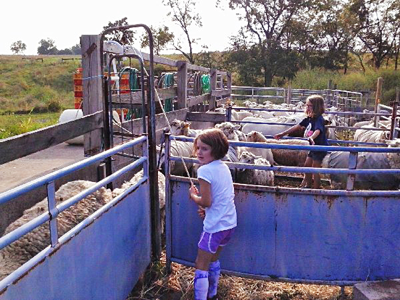 sheep-adopters